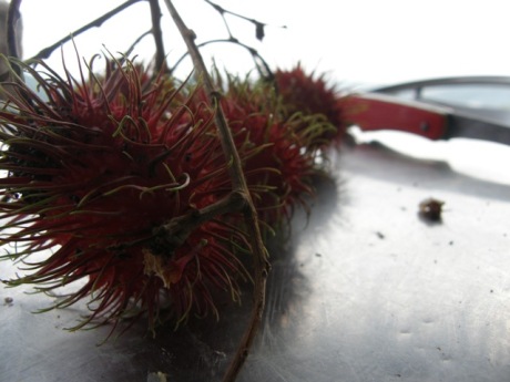 Top Up With Some Rambutan